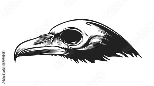 Black and White Illustration of Bird Skull.