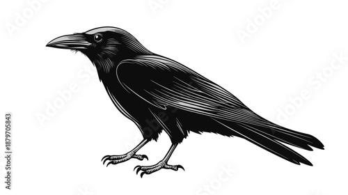 Black Crow Standing on One Leg.