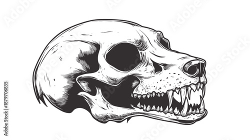 Detailed Illustration of Animal Skull Profile 1.