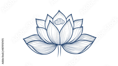 Hand Drawn Lotus Flower Illustration.