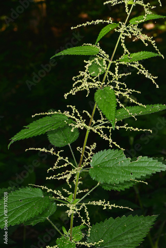 Photos Große Brennessel,  Urtica dioica