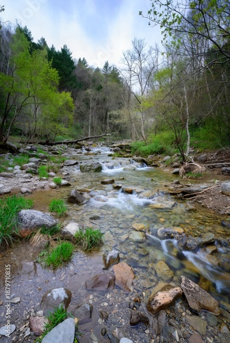 creek in spring woods
