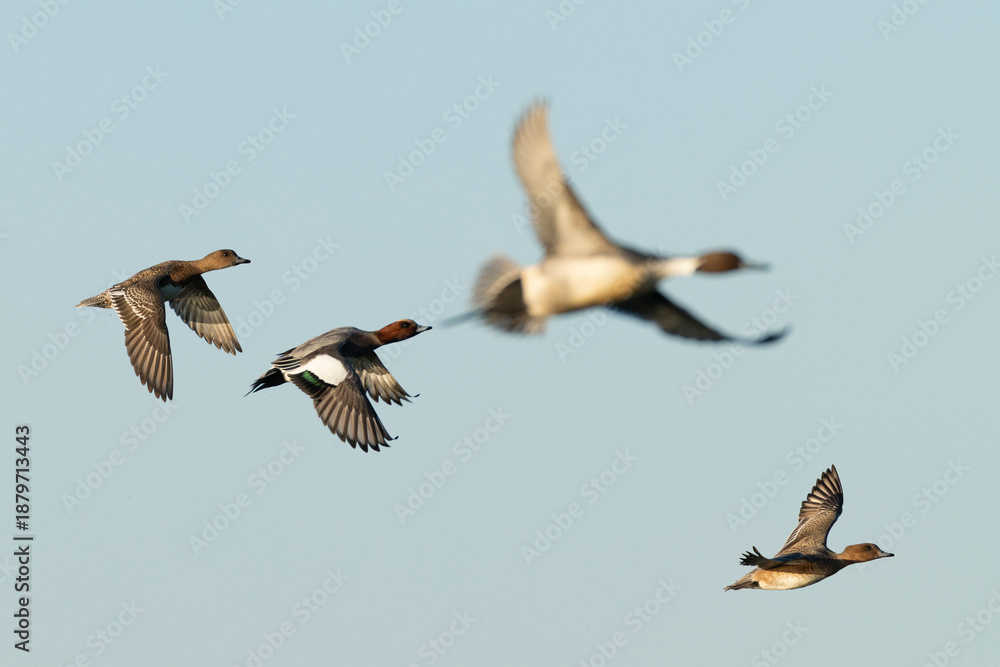 Obraz premium a flock of eurasian widgeon (anas penelope) in flight with the diffuse silhouette of an adult male northern pintail (Anas acuta) in the background