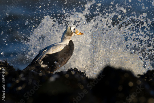 Tableau sur toile immature male spectacled eider (somateria fischeri) is fronting by a splashing w