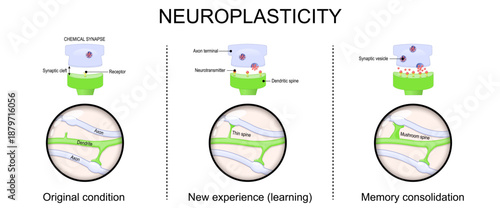 Neuroplasticity. Chemical synapse