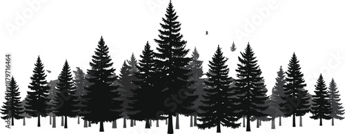 Black and grey layered silhouette of a pine forest with evergreen conifer trees and spruce timber woodland isolated on white for nature landscape design. (25 words)