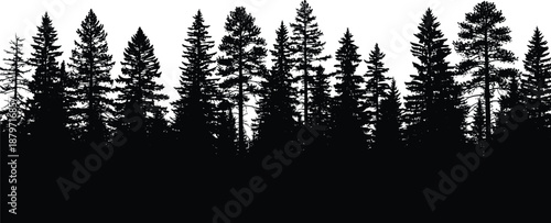 Detailed black silhouette of a dense pine forest treeline with evergreen conifer trees and spruce timber woodland isolated on white for horizontal nature landscape design