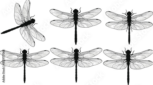 Elegant Set of Black Dragonfly Silhouettes Featuring Intricate Line Art Wings and Realistic Insect Anatomy Isolated on White Background for Nature Themed Design
