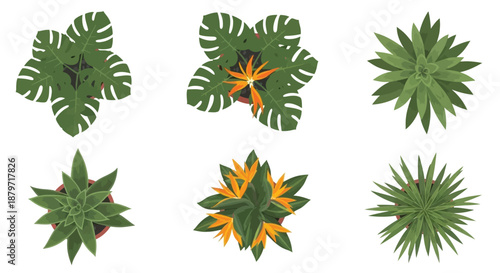 Collection of tropical plants with large leaves and vibrant flowers