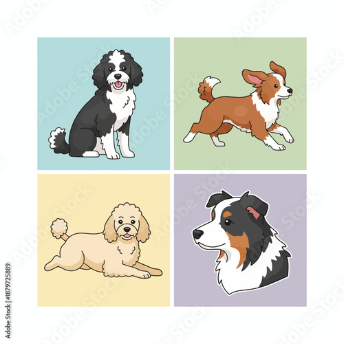 Adorable Border Collie Portraits in Nature