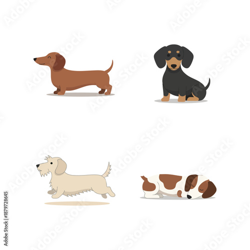 Adorable Dachshund Puppy Playing in the Park