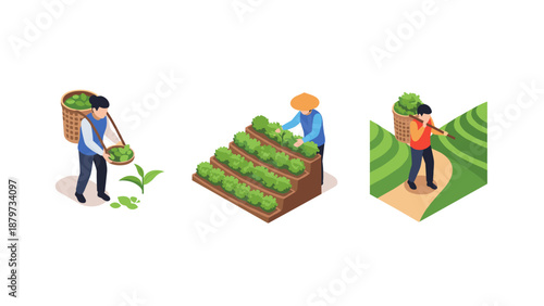 Isometric farming practices: sustainable techniques and harvesting methods