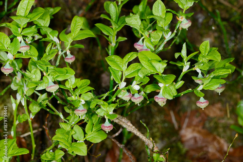 Wallpaper Mural Heidelbeere,  Blaubeere,  Vaccinium myrtillus Torontodigital.ca