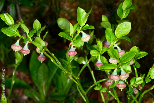 Tableau sur toile Heidelbeere,  Blaubeere,  Vaccinium myrtillus