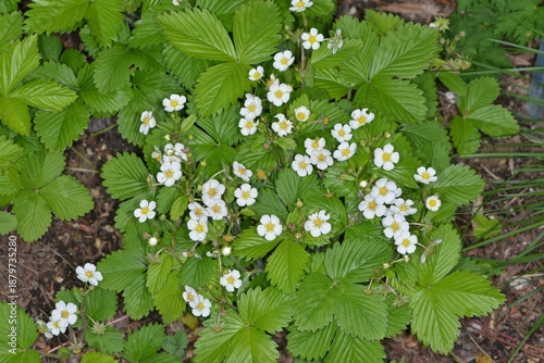 Foto Wald-Erdbeere,  Fragaria vesca