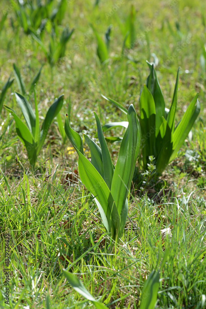 Fototapeta premium Herbst-Zeitlose, Colchicum autumnale