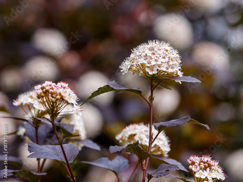 Physocarpus opulifolius Diabolo blooms in garden. Physocarpus opulifolius Diablo is the Latin name of the viburnum 