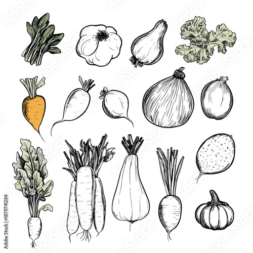Hand-Drawn Vegetable Illustrations for Fresh Food Concepts