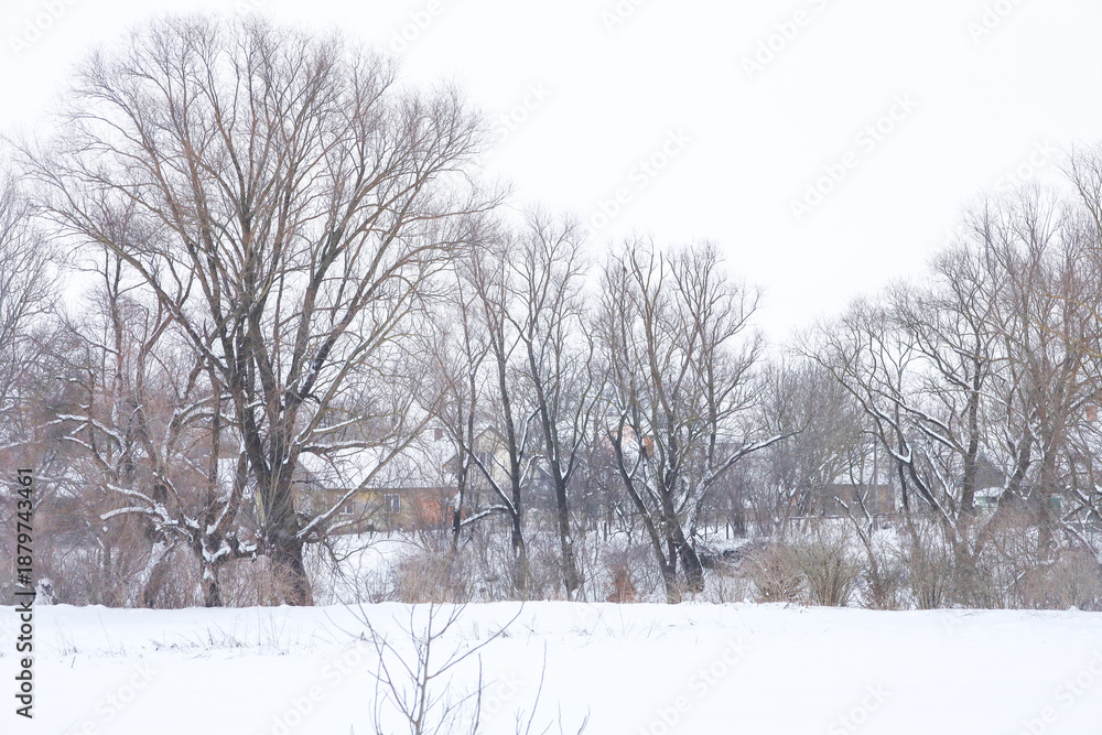 Obraz premium Majestic spreading trees with bare branches stand in an endless snow-covered field during a calm winter day. Soft natural light emphasizes the silhouettes of trees against the background of rural hous