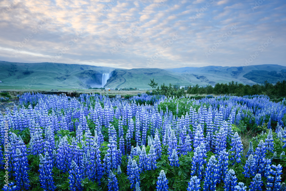 Fototapeta premium Incredible landscape with blooming lupine flowers field and famous Skogafoss waterfall on background. Iceland, Europe