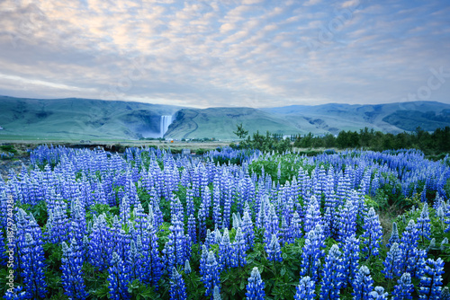 Incredible landscape with blooming lupine flowers field and famous Skogafoss waterfall on background. Iceland, Europe