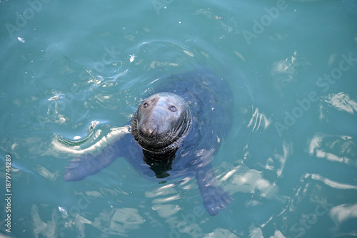 neugierige Robby im Hafenbecken von Howth / Irland