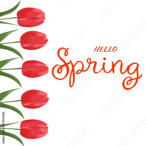 Vector image of realistic red tulips on a white background, hello spring 