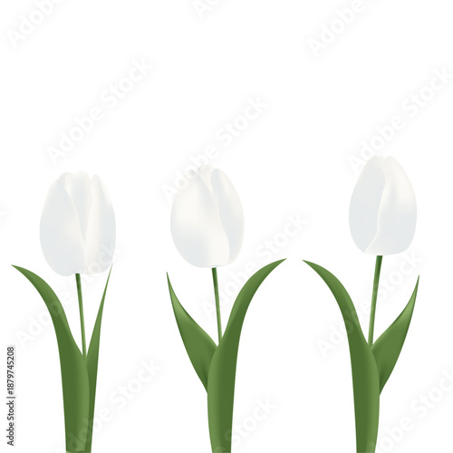 Vector card with spring motif, Women's Day, Realistic tulip bouquet, white color
