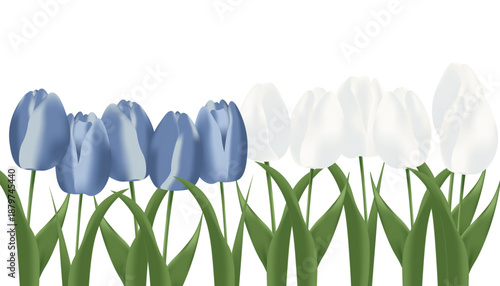Vector card with spring motif, Women's Day, Realistic tulip set, white and blue colors