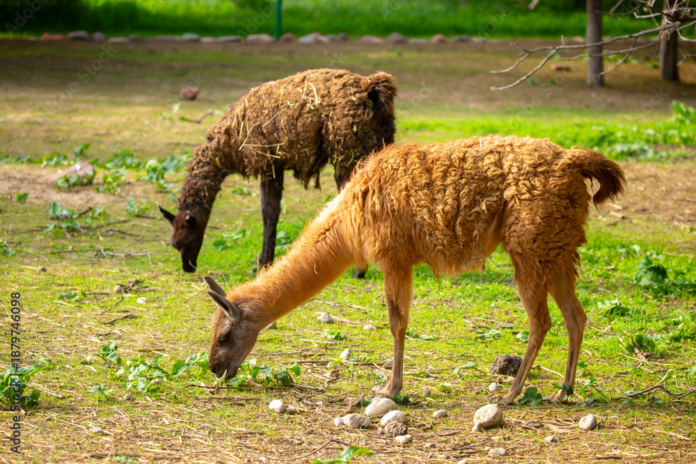 Fototapeta premium Llama animal close-up. Alpaca on the background of nature.
