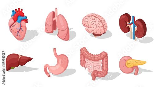 Human Internal Organs Anatomy Illustration - Heart, Lungs, Brain, Kidneys, Liver, Stomach, Intestines, Pancreas.