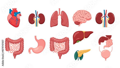 Human Internal Organs Anatomy Illustration Set for Medical Education.