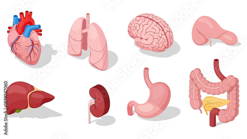 Human Internal Organs Illustration - Heart, Lungs, Brain, Stomach, Liver, Kidneys, Intestines, Pancreas.