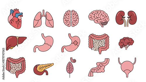 Human Organs Illustration - Heart, Lungs, Brain, Kidneys, Liver, Stomach, Intestines, Pancreas, Spleen, Esophagus, Bladder.