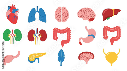Human Internal Organs - Heart, Lungs, Brain, Liver, Kidneys, and More.
