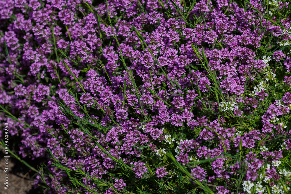Fototapeta premium Creeping thyme, or Thymus serpyllum , or Creeping thyme blooms in garden
