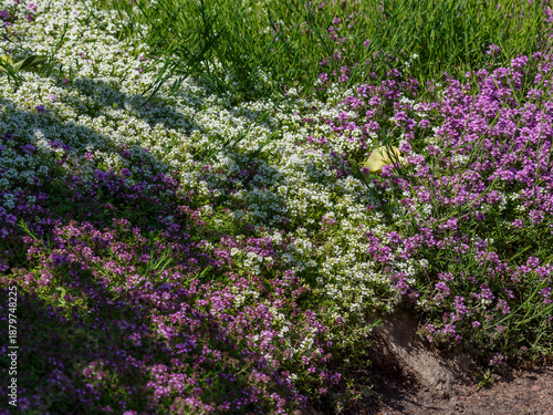 Creeping thyme, or Thymus serpyllum , or Creeping thyme blooms in garden