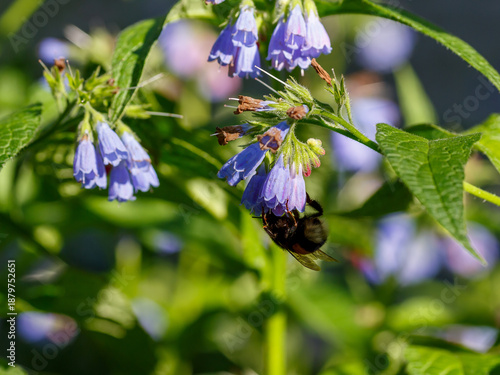 Bumblebee collects nectar on comfrey flowers. Comfrey ( Latin- Symphytum ) is a genus of perennial forest herbaceous plants in the borage family 