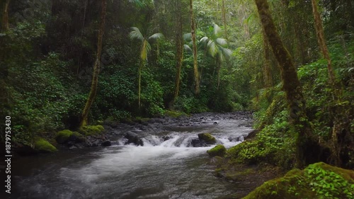 Serene tropical rainforest stream with lush greenery and mossy rocks