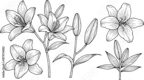 Botanical illustration featuring various stages of lily flowers and unopened buds rendered in detailed black and white line art suitable for coloring pages or elegant design elements