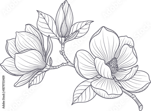 Elegant black and white line art drawing depicting a delicate branch featuring two open magnolia blossoms and one tightly closed bud against a pale background.