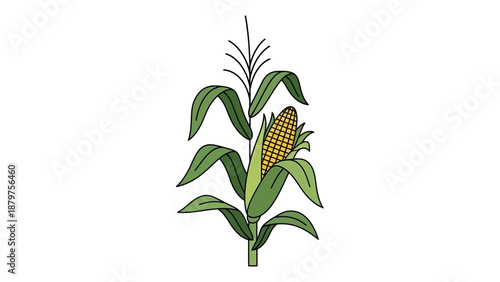 corn plants