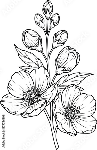 Detailed black and white line art illustration of a delicate flowering branch featuring open blossoms and several tightly closed buds ready to bloom