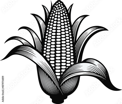 Detailed silhouette of an ear of corn with the husk partially peeled back to reveal the kernels