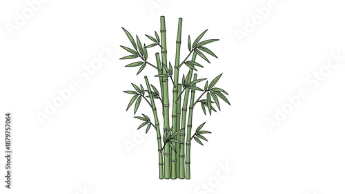 green bamboo 