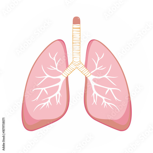 Stylized illustration of human lungs and trachea showing bronchi and airways in pink and gold