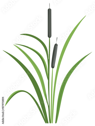 Isolated vector illustration of a green cattail reed plant with long leaves