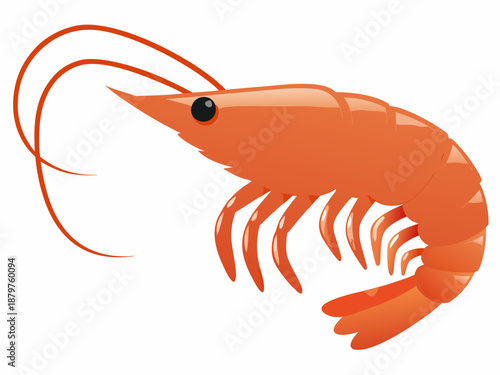 Illustration of an orange shrimp with curved antennae and segmented body
