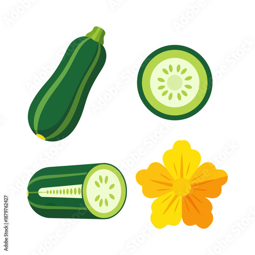 A vibrant illustration of zucchini and its flower on a white background