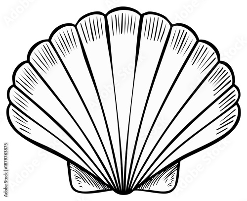 Elegant black and white line art illustration of a fan shaped scallop shell marine life drawing